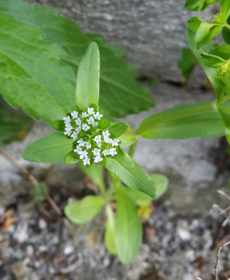 Doucette en fleurs