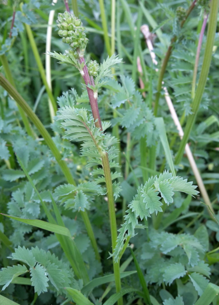 petite Pimprenelle plante sauvage comestible