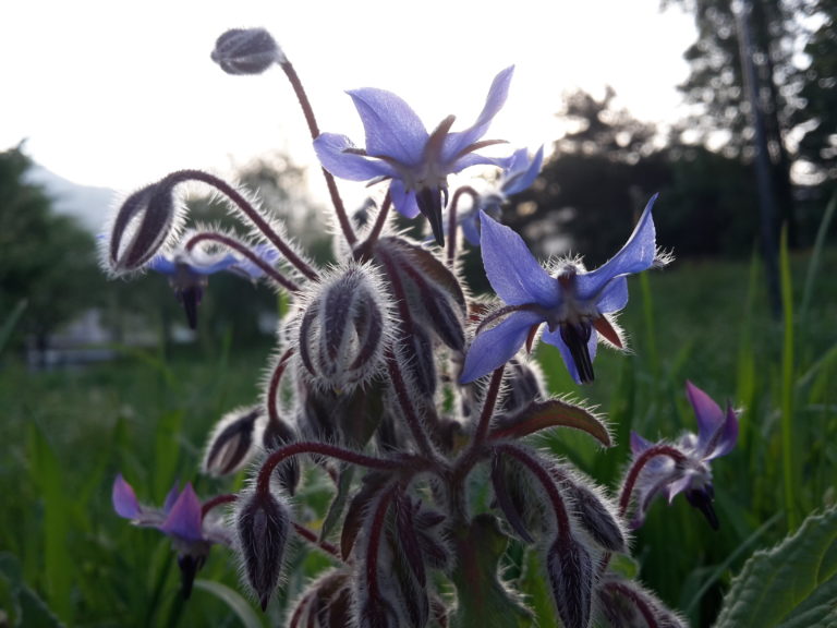 Borago officinalis bourrache fleur comestible