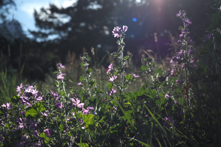 Mauve sylvestre, mauve sauvage