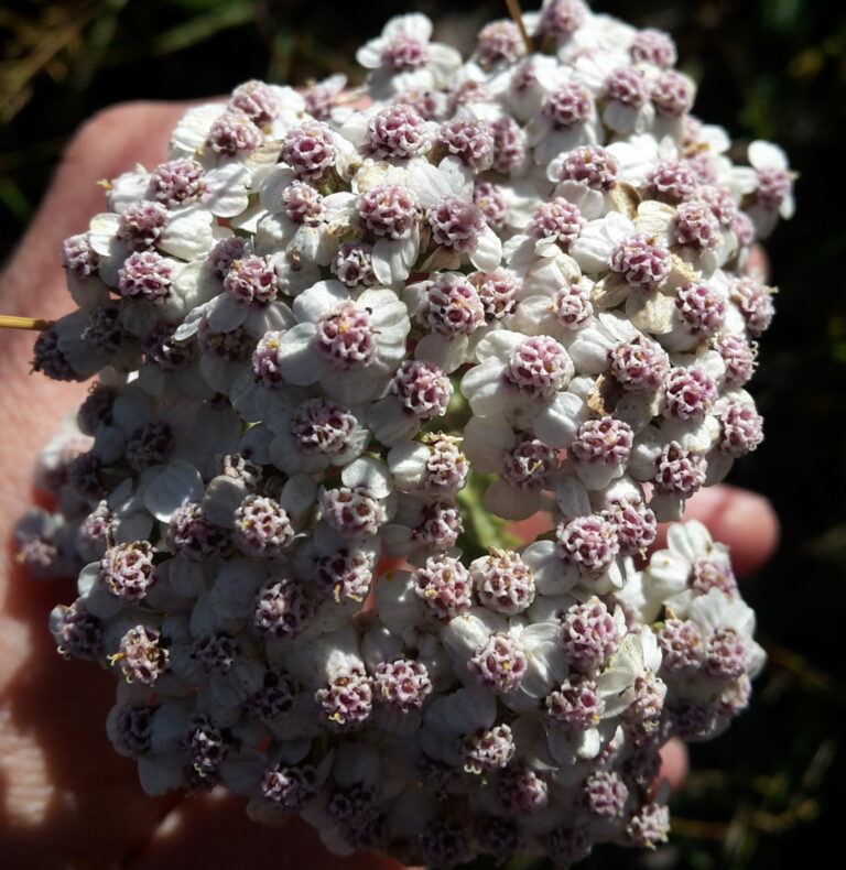 Achillea millefolium, crédit photo O. Du Suau