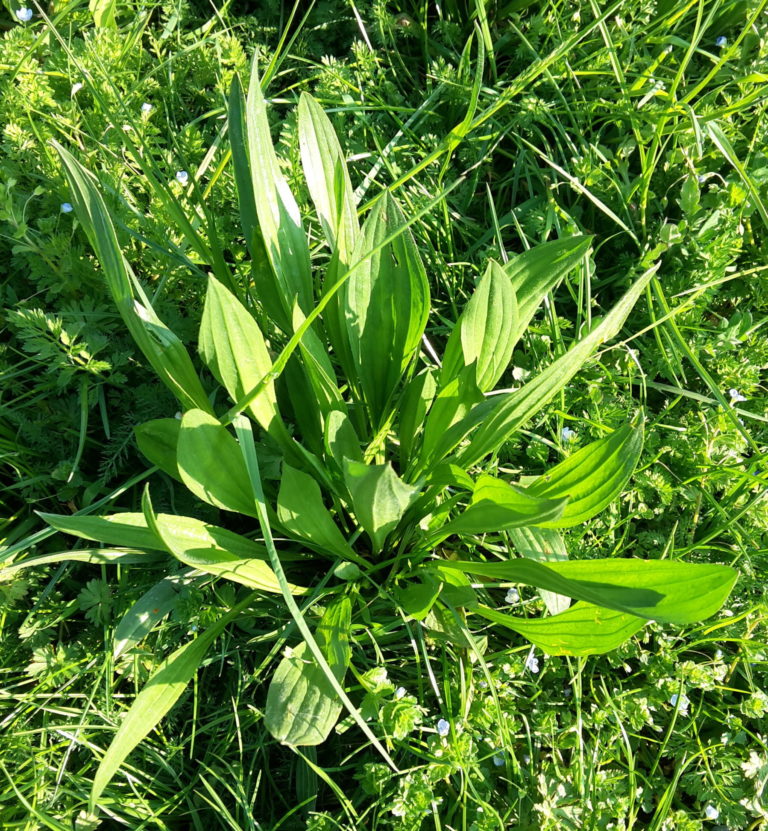 plantago lanceolata