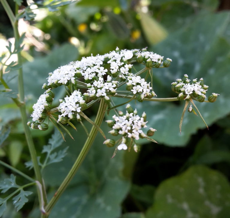 Petite ciguë, Aethusa cynapium plante sauvage toxique