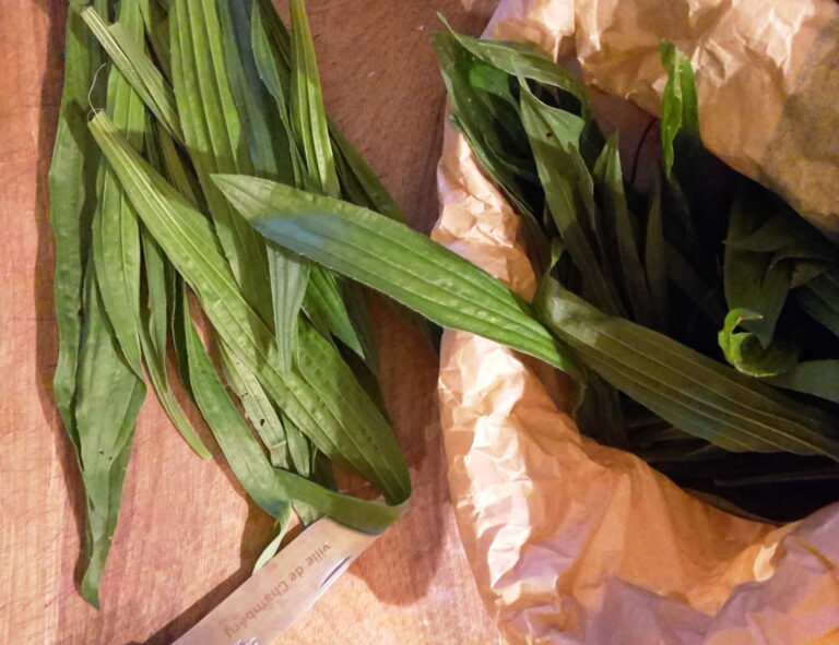 Plantain lancéolé, plantain sauvage comestible