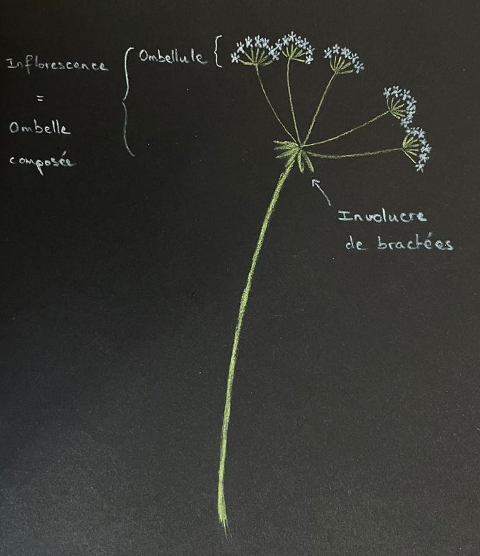 Schéma d'une ombelle composée: les pédicelles se divisent en formant des ombellules portant les fleurs.