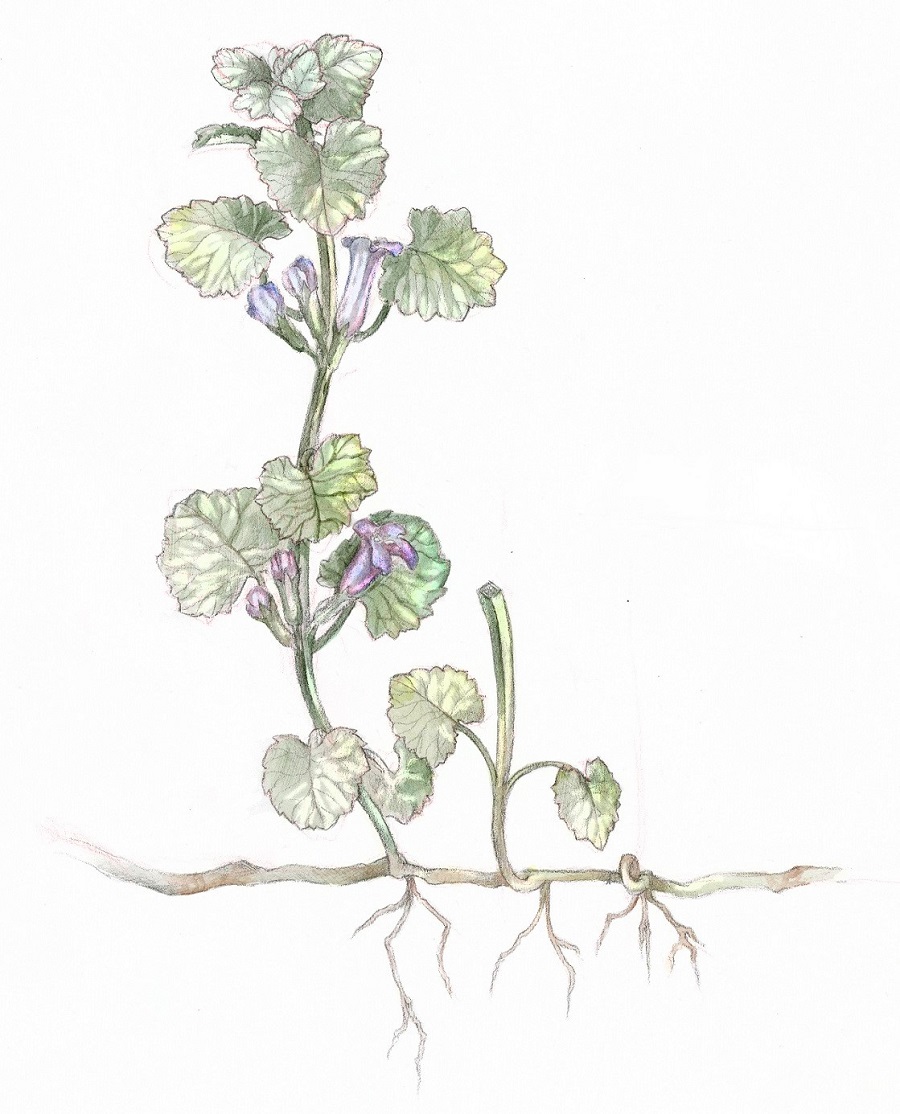 Lierre terrestre plante aromatique, Glechoma hederacea