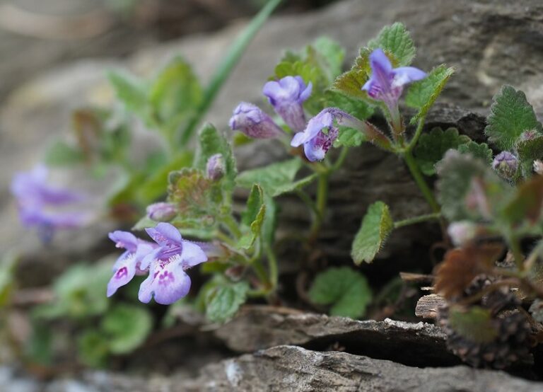 Lierre terrestre fleurs comestibles et plante sauvage comestible te médicinale