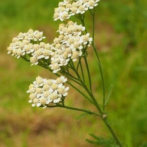 Achillée millefeuille plante aromatique comestible