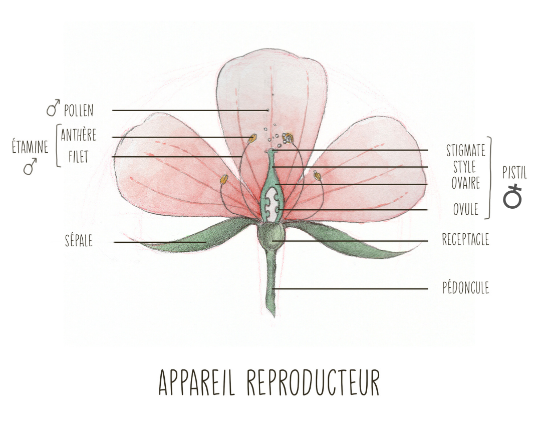 Anatomie fleur botanique