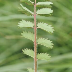 Feuille comestible petite pimprenelle plante sauvage