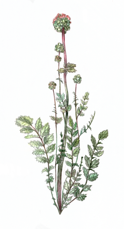 Petite pimprenelle comestible illustration botanique