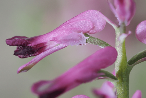 Fleurs de fumeterre sauvage comestible Fumaria officinalis l'Echo sauvage