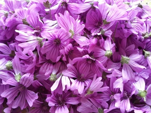 fleurs de mauve à sécher pour tisane