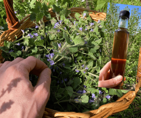 sirop à base de plantes médicinales, remède naturel herboristerie
