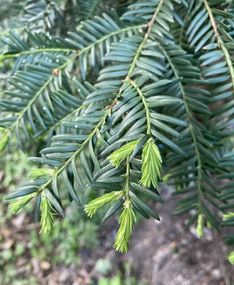 if, Taxus baccata plante toxique