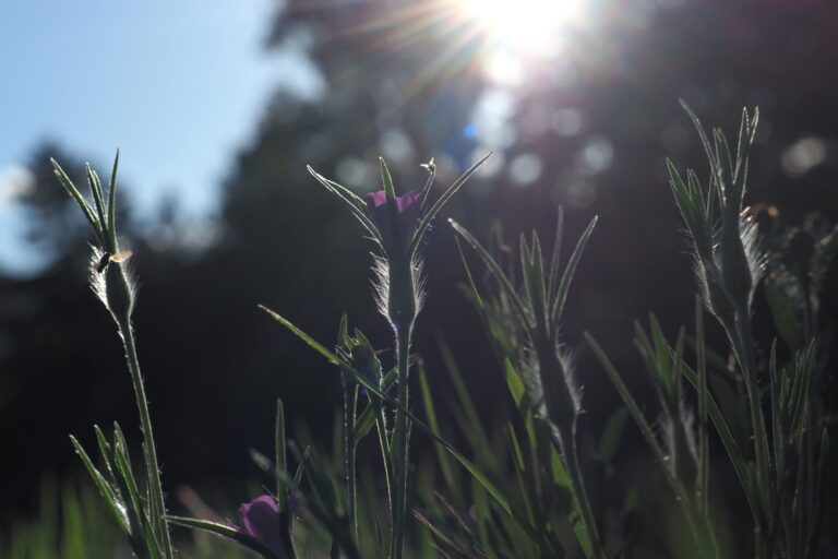 Nielle des blés, messicole plante toxique