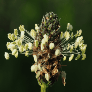 Fleurs de plantain lancéolé - étamines plante sauvage comestible