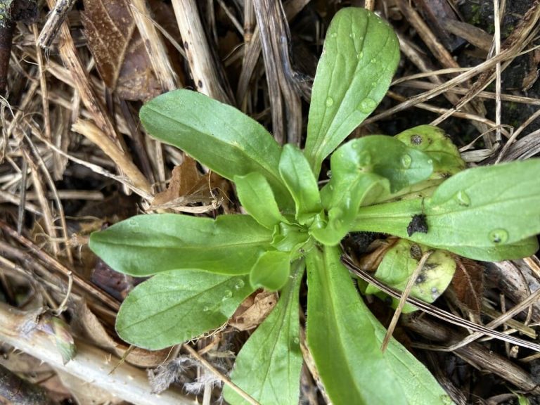 mâche sauvage doucette