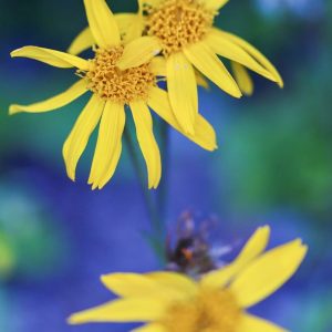 Arnica montana