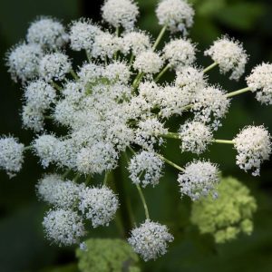Impératoire, benjoin - Peucedanum ostruthium
